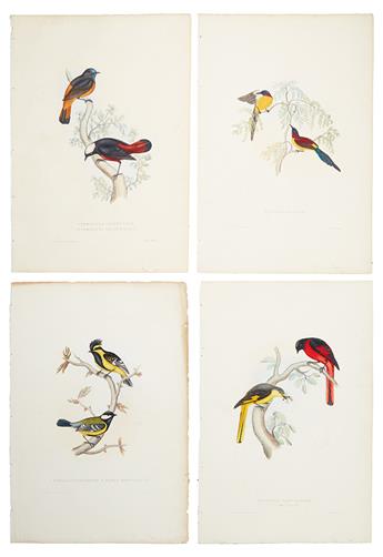 GOULD, JOHN. Six hand-colored lithographed plates,